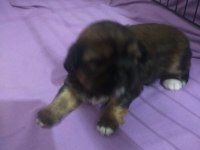 Pekinez erkek yavru