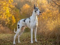 DANUA GREAT DANE YAVRULARI SAFKAN