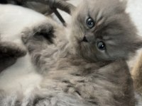 British longhair dişi kedimiz