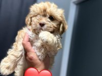 Maltipoo yavrum 55 günlük