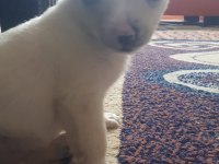 Chihuahua ERKEK YAVRU 2 aylik
