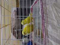 Takım albino kırmızı göz muhabbet kuşu