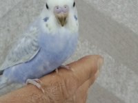 30 Günlük Erkek Yavru Muhabbet Kuşu