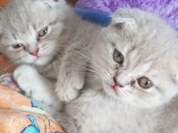 Scottish fold yavru 1 aylık