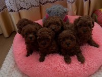 Teacup red brown yavrular en iyisini isteyenlere