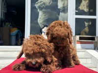 Redbrown kore toy poodle yavrularımız