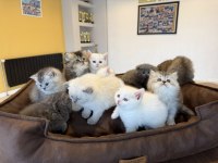 KEDİCİDEN BRITIS LONGHAIR NS1133 ÖZEL IRK YAVRULAR ANK