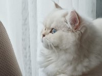 Uysal sevimli british shorthair kedimize yuva arıyoruz