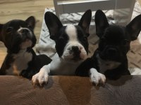 French Bolldog yavruları
