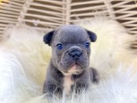 Renkli Gözlü Irk Garantili French Bulldog Yavrularım