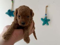 Saf kan toy poodle