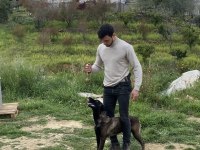 B secereli Belçika Malinois