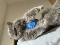 Show Kalite Safkan British Shorthair Yavrular