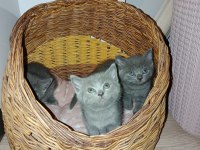 British shorthair minik yavrular