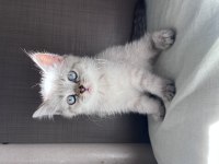 British Blue Point