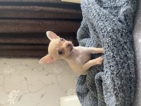 Son 3 Chihuahua bebek Acil