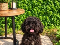 Uyguna Verilecek Mikro Teacup Kore Maltipoo