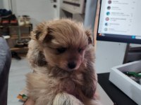 REZERVEYE AÇIK KÖPEKLER