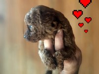 Toy poodle yavrularımız daha güzeli yok