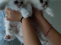 1 buçuk aylık dişi british longhair