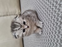 Scottish Fold Silver Tabby