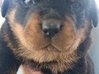 Rottweiler bebeleri