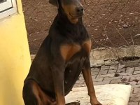 A Kalite Heykel Gibi Doberman Yavrular