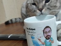 Dünyalar tatlısı ponçiğim scottish fold