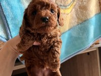 3 kilo toy poodle yavrularımız hazır