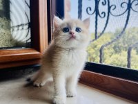 Saf Kan Golden British Shorthair Yavrular (Wcf kayıtlı)