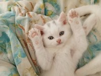 Baba ns1133 Anne scottish fold