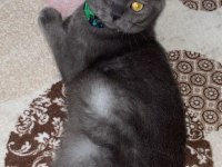 9 aylık eğitimli sahibinden british shorthair