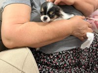 Mini Boy Erkek Chihuahua | Aşıları Tam | Ev Üretimi