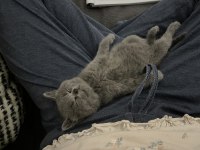 Son bir yavru british shorthair uyguna gidecektir