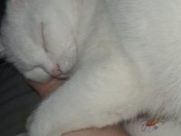 British shorthair cinsi kedimi sahiplendiriyorum