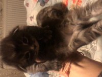 Sevimli oyuncu tatlı maine coon yavrular