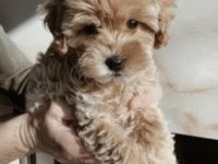 Ev doğumlu maltipoo bebekler