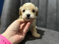 Maltipoo Kapıda Ödeme Ve Kredi Kartı İmkânı Mevcuttur