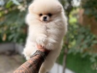 Minik Pomeranian Bebeklerimiz Ailelerini Bekliyor