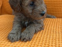 MALTİPOO YAVRULAR (4 TANE MEVCUTTUR)