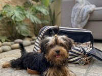 Oyuncu sevecen dişi erkek yavru köpekler