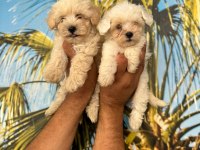 Maltipoo Elma Şekeri