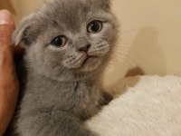 Veteriner kliniğinden safkan yavrular scottish fold