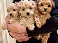 Maltipoo bebeklerimiz