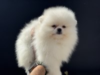 Tea cup pomeranian yavrular ziyarete açık