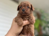 Toy poodle kore kan