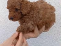 8 adet toy poodle uyguna sahiplendirilecek acil