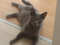 Rus Kedisi 1 Yaşında!