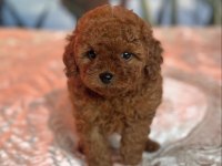 YENİ EVİNE GİTMEYİ BEKLEYEN TOY POODLE BEBEKLER