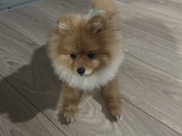 Orjinal Uygun Fiyatlı Pomeranian